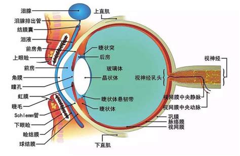 眼形狀|【護眼百科】 眼的構造及功能－眼的構造精巧 功能獨特